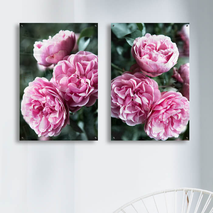 poster roze rozen