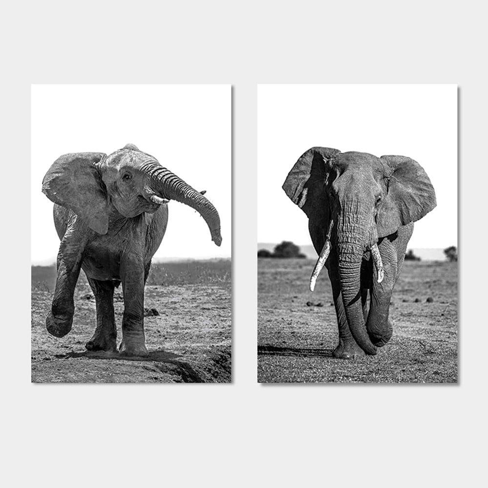 poster olifanten